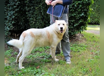 Zipper - Ein vergeudetes Leben