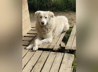 Sindbad - Zwischen Vorsicht und Vertrauen