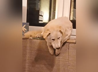 Tonia - eine sanfte Seele mit Flausen im Kopf