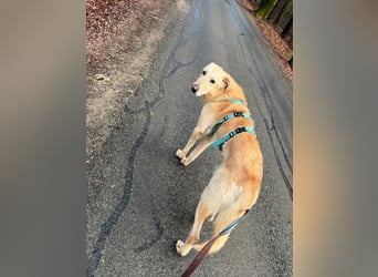 Yannick - SOS- Dringend Pflegestelle oder Zuhause gesucht - verloren zwischen Angst und Bindung