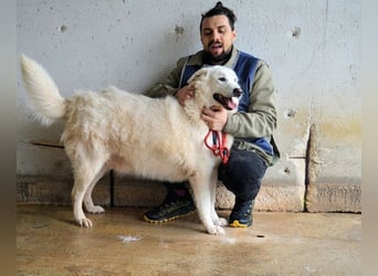 Sallustio - Der Sinn des Lebens