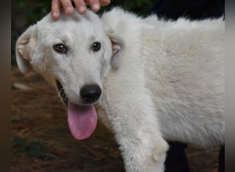 Damarius - niemals ist eine schrecklich lange Zeit