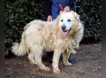 Noak - Alles nur Wunschdenken... ?