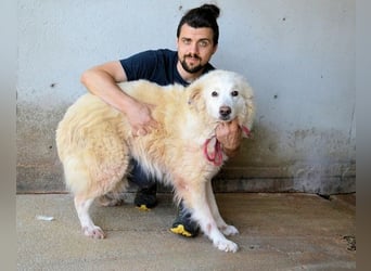 Olivielle- Junge Dame im Bärenmantel