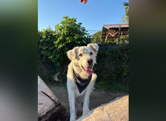 Cornelius - Woher soll er es können?