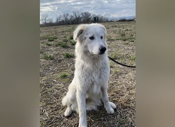 Mulan - Sanfte Präsenz, großes Herz