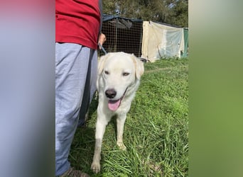 Boss - Wenn ein Name täuscht und ein Herz gewinnt