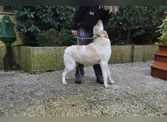 Neeko - Traumhund sucht Traummenschen