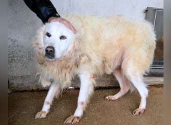 Daigle - "Tauschen Sie den Rest Ihres Zögerns gegen den Rest meines Lebens!"