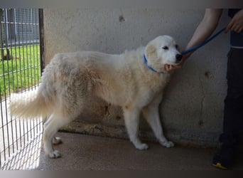 Amaya - So schön und so schrecklich? Amaya - So schön und so schrecklich?