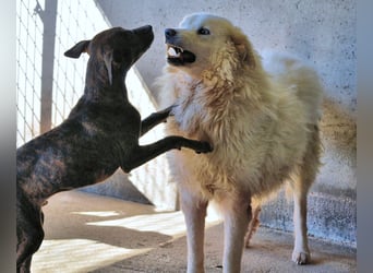 Albertone - Alles, alles Gute!!!