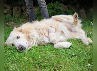 Marble -NOTFALL -  Die Geschichte vom geprügelten Hund