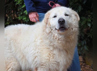 Tallulah - Grandezza auf vier Pfoten!