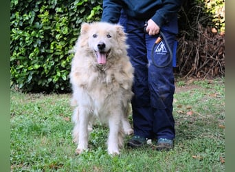 Dominico - Die Stimme des Windes