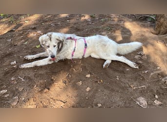 Mulan - eine weiße Herzensbrecherin und ihre drei Schwestern