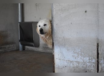 Daigle - "Tauschen Sie den Rest Ihres Zögerns gegen den Rest meines Lebens!"