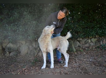 Sisko - es sind so viele