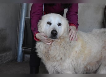 DaigDaigle - "Tauschen Sie den Rest Ihres Zögerns gegen den Rest meines Lebens!"