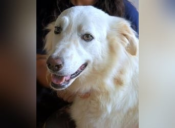 Hadrianus - weiß, es wird einmal ein Wunder gescheh'n