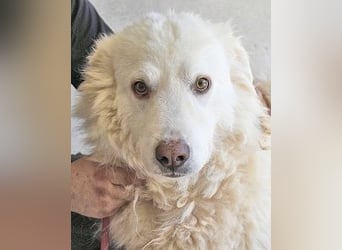 Haigen - SOS - Wenn das Foto zur Anklage wird.