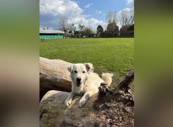 Cornelius - Woher soll er es können?