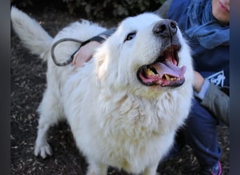 Hadriano - Viel mehr als nur einer unter vielen!