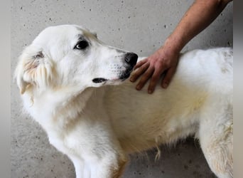 Hadrianus - weiß, es wird einmal ein Wunder gescheh'n