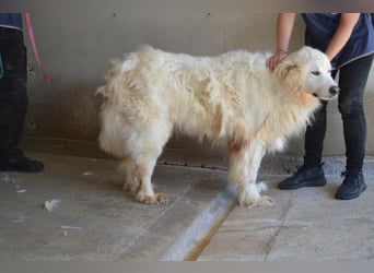 Jaafar - Der sanfte Riese Jaafar - Der sanfte Riese