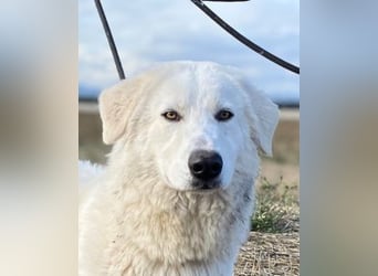 Mona - Ruhe, Würde und ein großes Herz