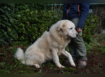 Gherardo - Ein Adler bleibt ein Adler...