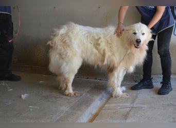 Jaafar - Der sanfte Riese Jaafar - Der sanfte Riese