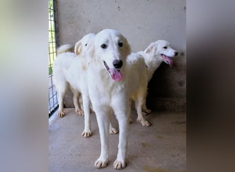 Hadrianus - weiß, es wird einmal ein Wunder gescheh'n