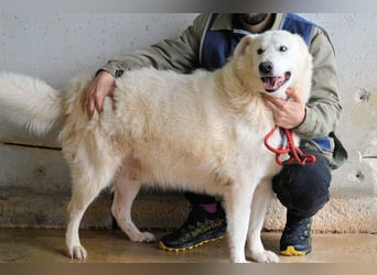 Sallustio - Der Sinn des Lebens