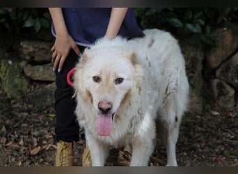 Pinturicchio - Finde den Fehler!