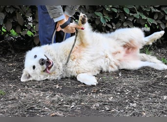 Hadriano - Viel mehr als nur einer unter vielen!