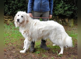 Aristodemo - nicht nur Schall und Rauch