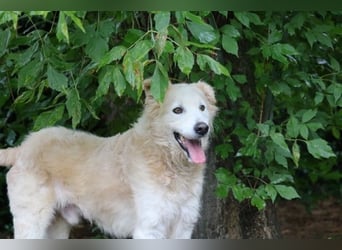 Dominico - Die Stimme des Windes