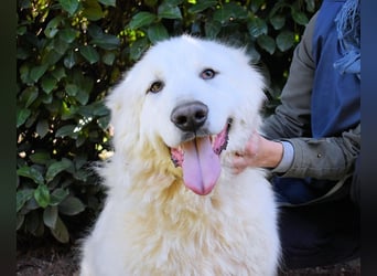 Hadriano - Viel mehr als nur einer unter vielen!