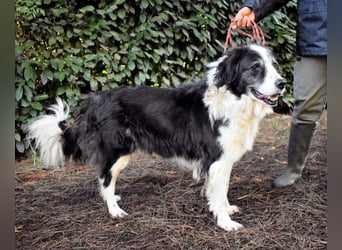 Hindah - Dreieinhalb Sommersprossen