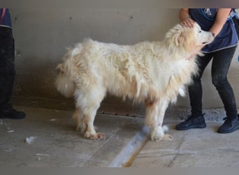 Jaafar - Der sanfte Riese Jaafar - Der sanfte Riese