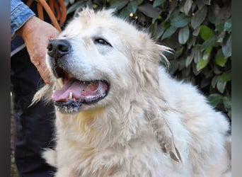 Apolonio - möchte für seine Menschen ein Fels in der Brandung sein