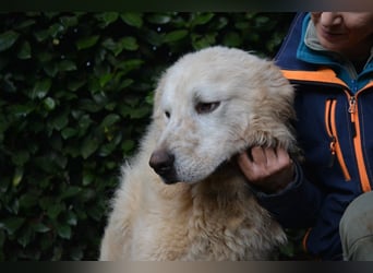 Gherardo - Ein Adler bleibt ein Adler...