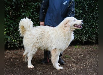 Leofric - Kleiner Löwe hat Großes vor