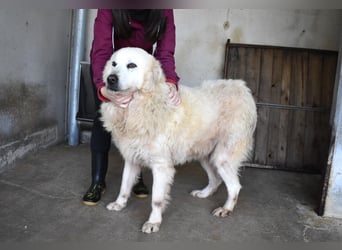 DaigDaigle - "Tauschen Sie den Rest Ihres Zögerns gegen den Rest meines Lebens!"