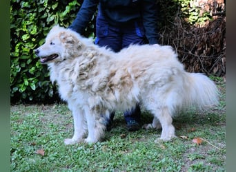 Dominico - Die Stimme des Windes