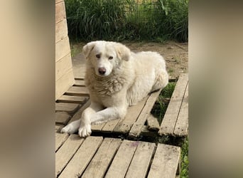 Sindbad - Zwischen Vorsicht und Vertrauen