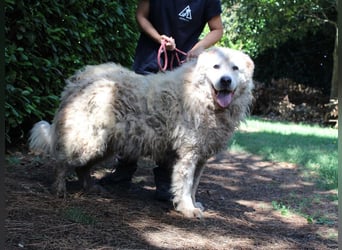 Noak - Alles nur Wunschdenken... ?