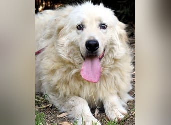 Archimede - sucht freundliche Aufnahme