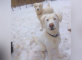 Bullo - weißer Eisbär mit sanfter Seele