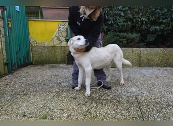 Neeko - Traumhund sucht Traummenschen